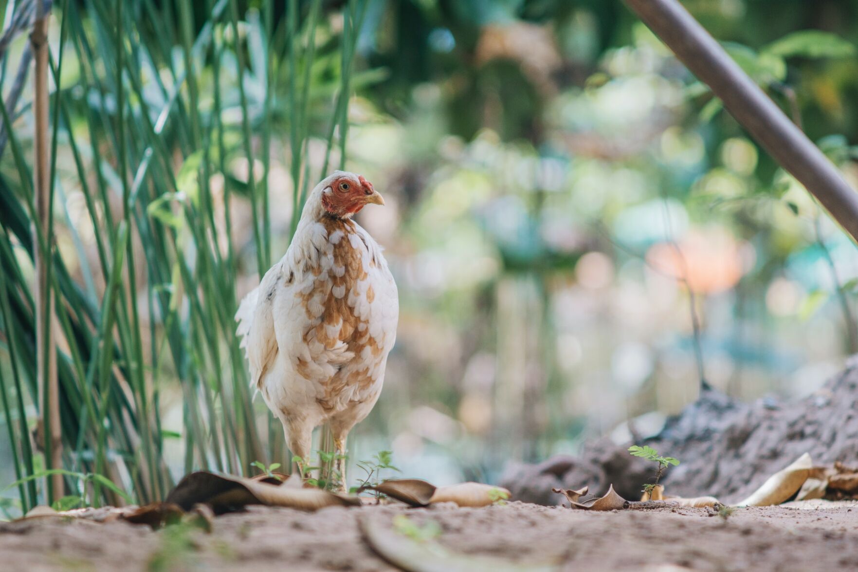 Three french hens: $210.00 (+15.7%)
